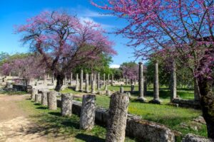 Ancient Olympia archaeological site with temple columns and spring blossoms in Greece