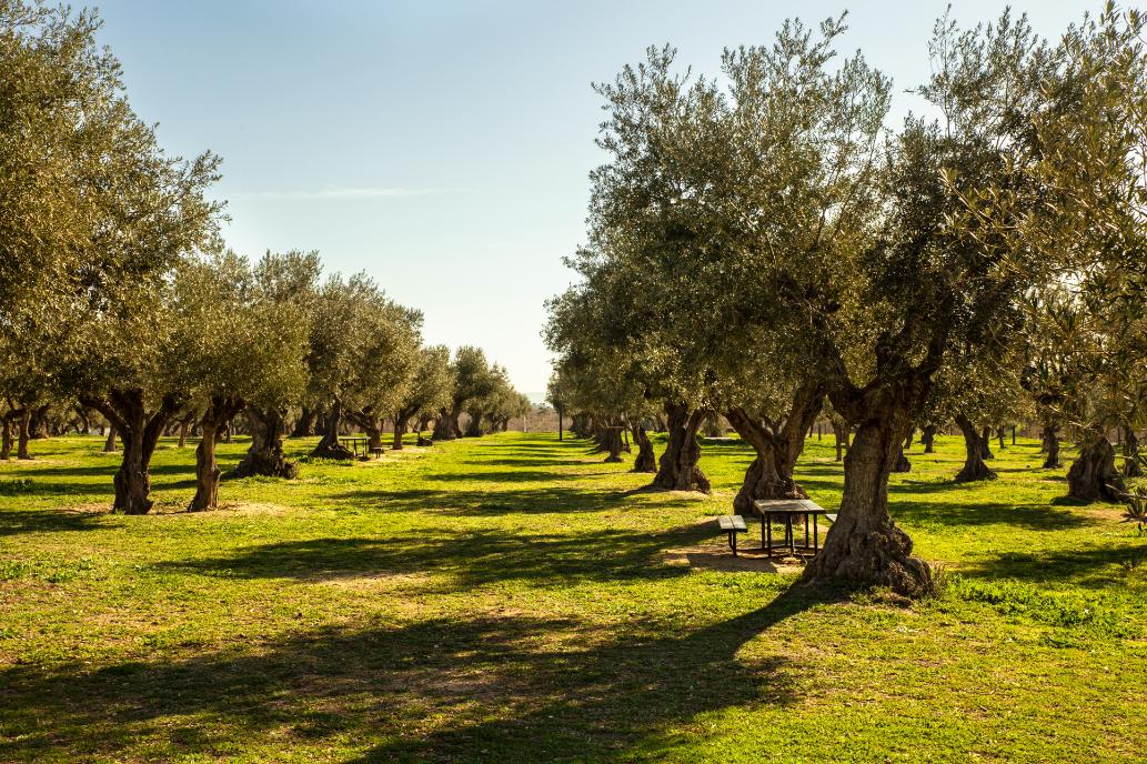 Ancient olive grove with traditional olive trees in the Greek countryside