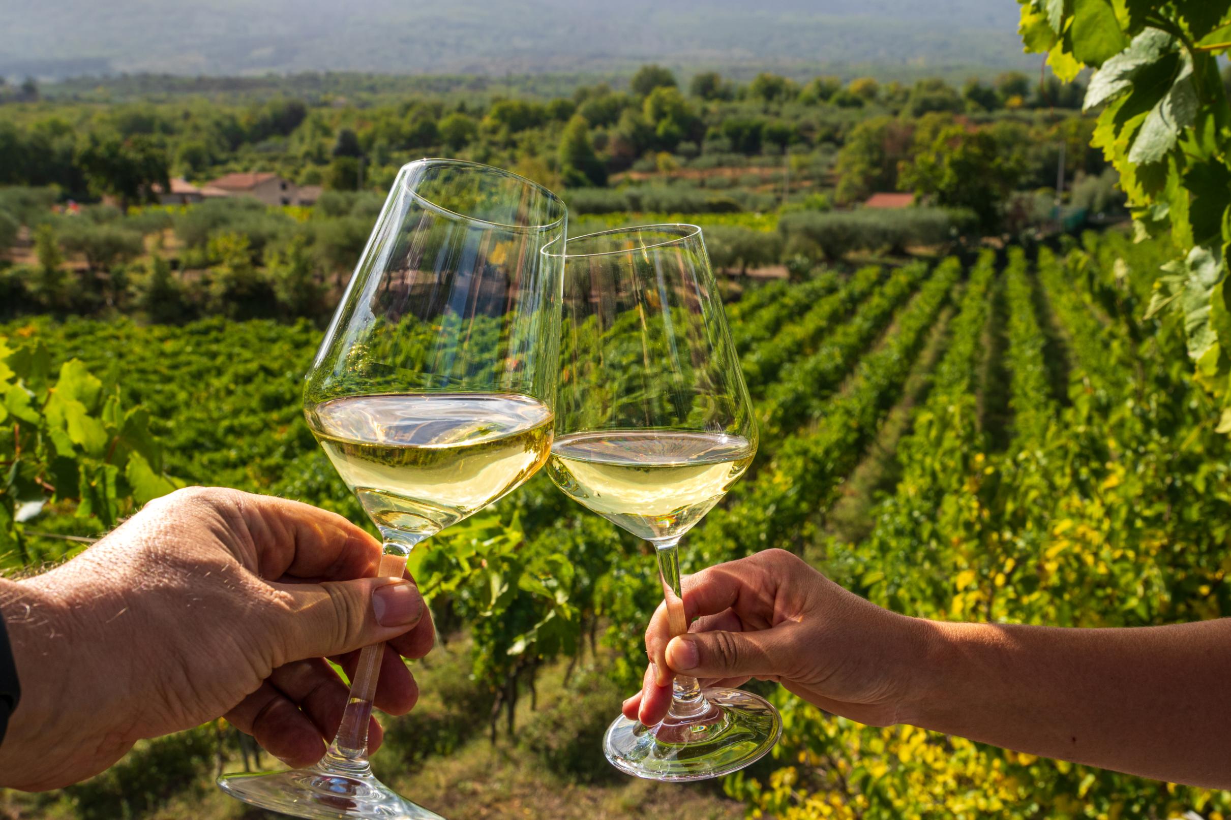 Wine tasting in vineyards, Greece